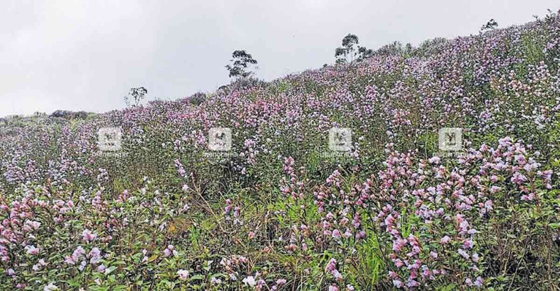 'Neelakurinji' flowers bloom again in Idukki 