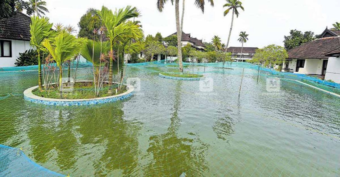 COVID-19 impact: Kumarakom resort breeds pearlspot in pool
