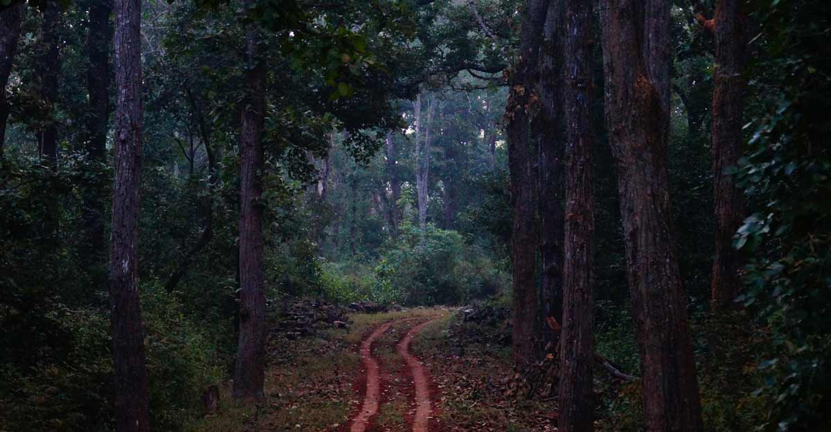 Madhya Pradesh launches campaign for monsoon tourism in buffer zones Madhya Pradesh launches campaign for monsoon tourism in buffer zones