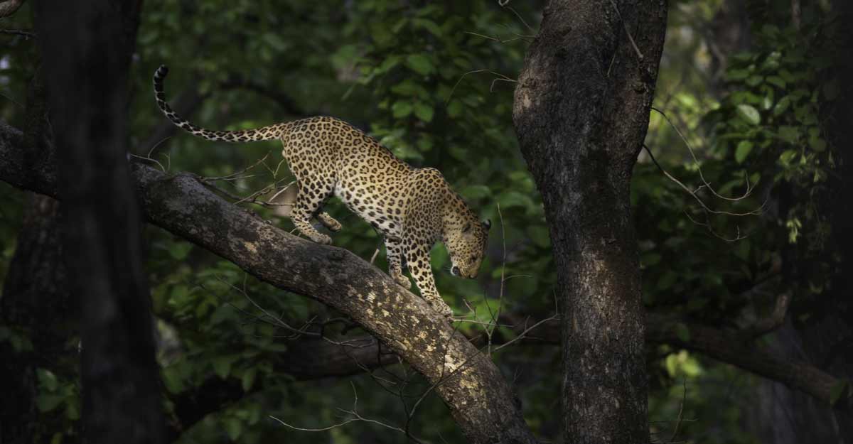 leopard leopard