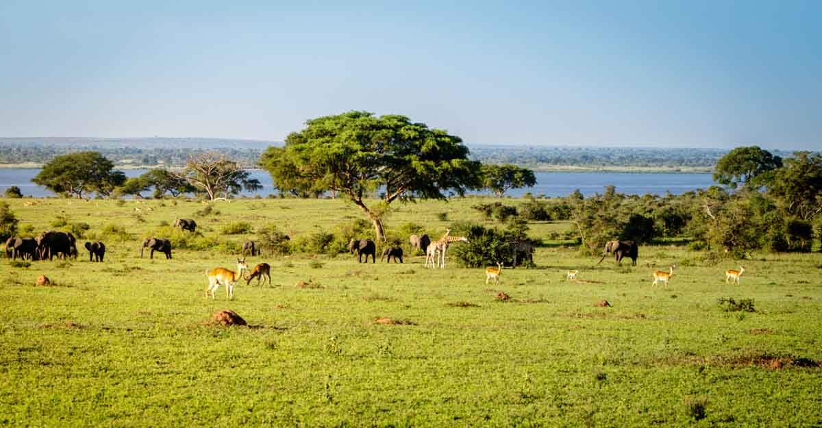 Uganda launches virtual Safari to kick-start tourism sector | Travel ...