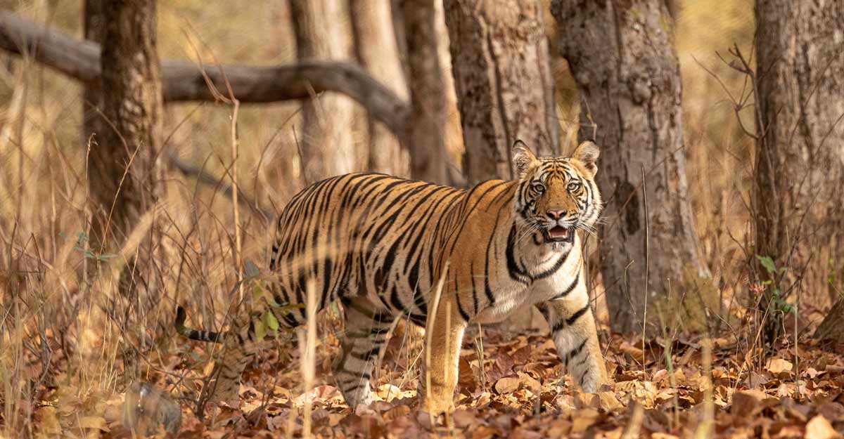 Now you can watch tigers from hot air balloon in Bandhavgarh | Travel ...