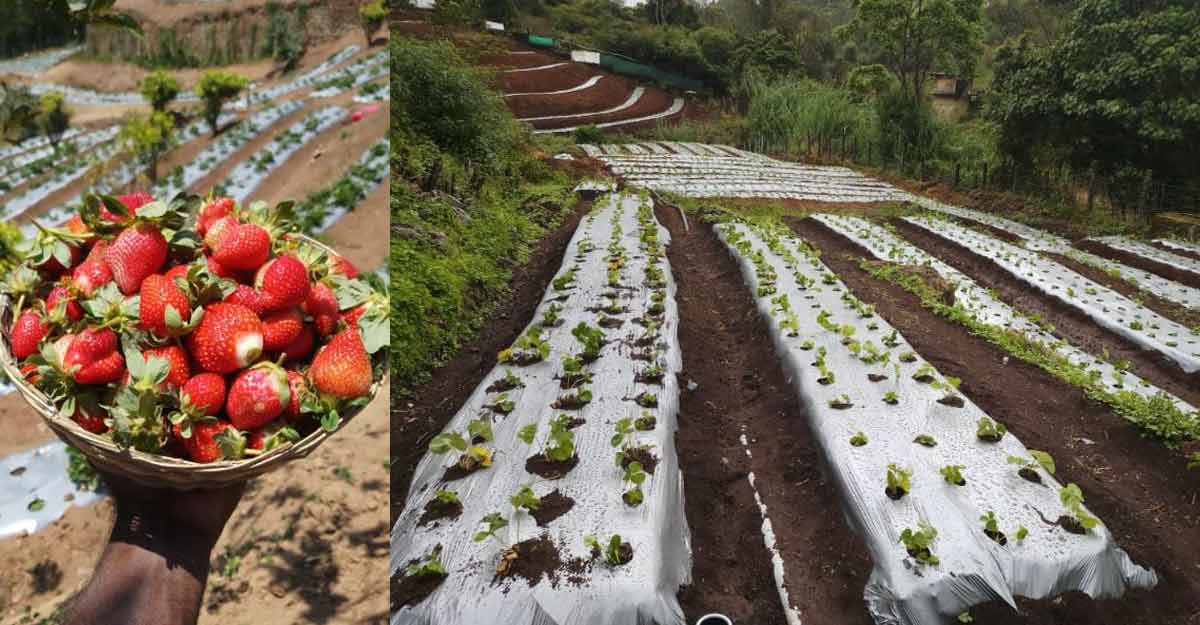 Horticorp's Strawberry Farm