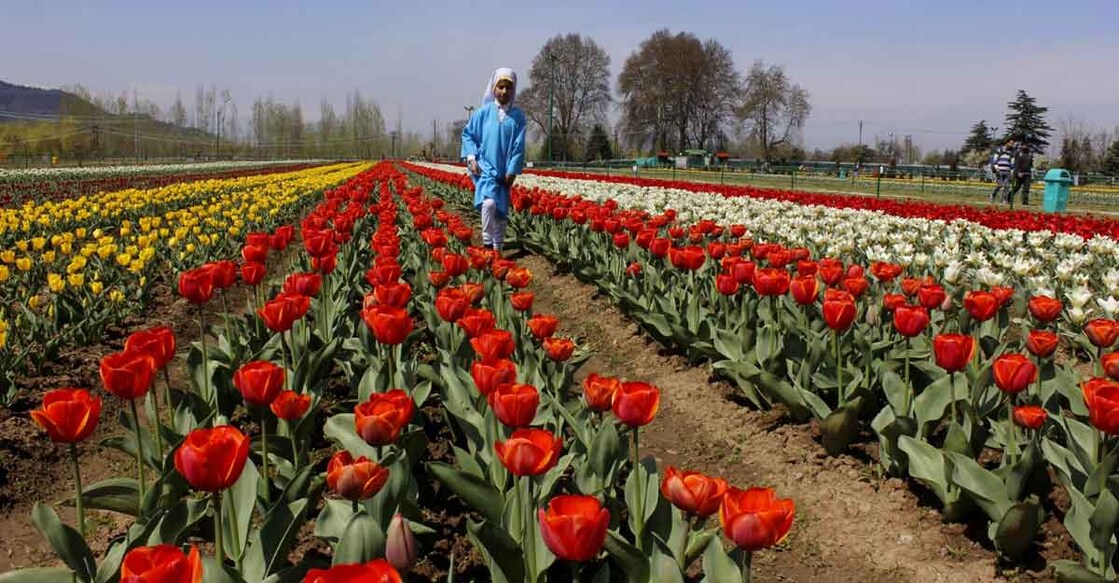 Sunshine greets visitors as Srinagar throws open Tulip Garden