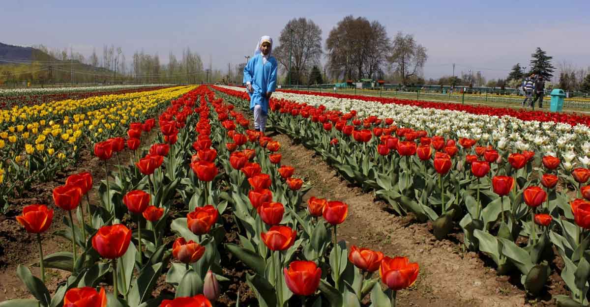 Sunshine greets visitors as Srinagar throws open Tulip Garden