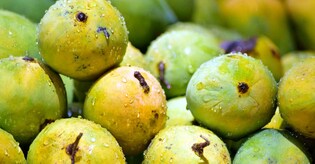 Mango museum to come up in Lucknow