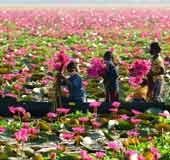 Yet another water lily field in Kottayam: Tourists head to Kovichal