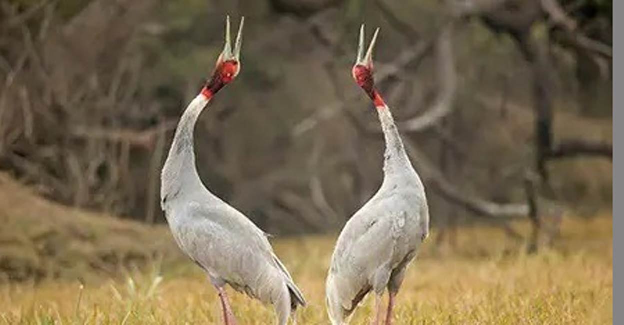 Uttar Pradesh's Mainpuri to be part of Sarus circuit Uttar Pradesh's Mainpuri to be part of Sarus circuit