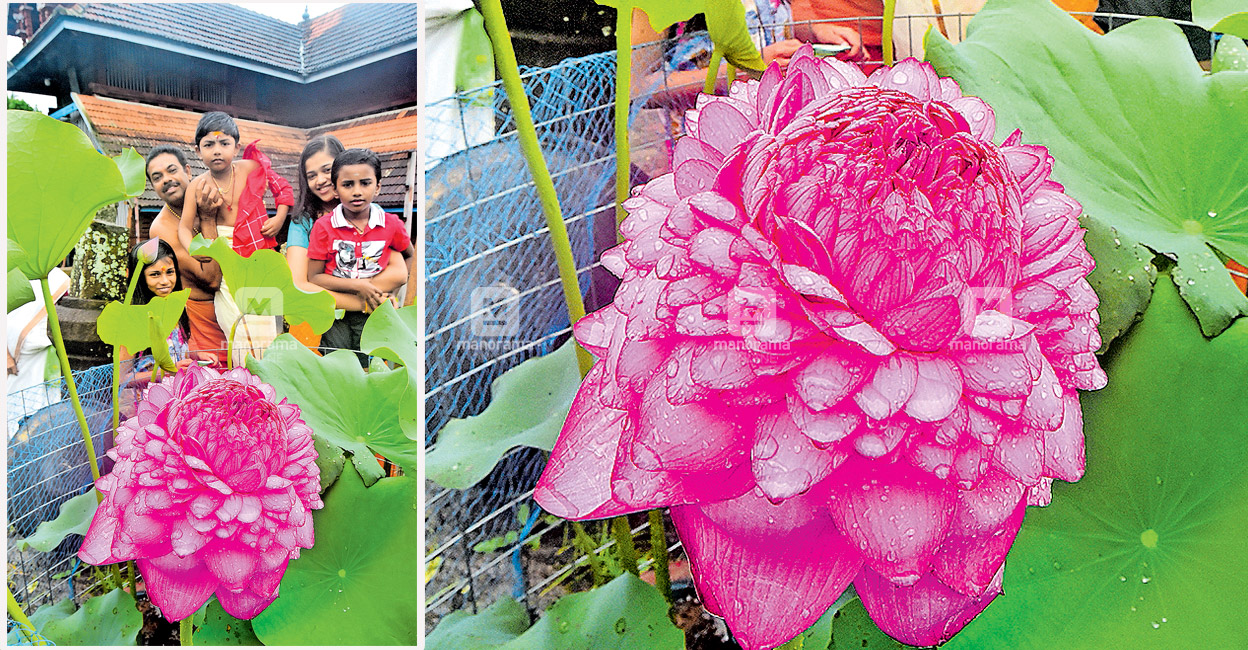 The rarest of the rare 1000-petal lotus blooms for the second time in Kerala The rarest of the rare 1000-petal lotus blooms for the second time in Kerala