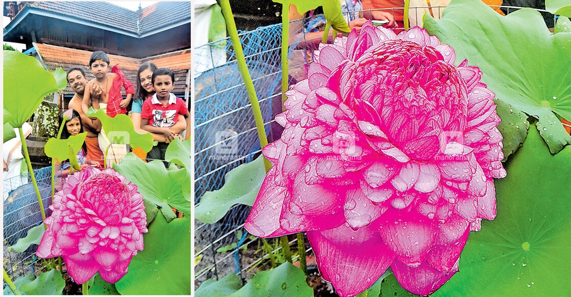 The rarest of the rare 1000-petal lotus blooms for the second time in Kerala 