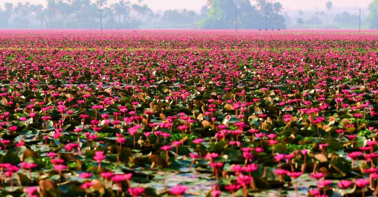 Kerala's Malarikkal set to dazzle visitors with water lily spectacle ...