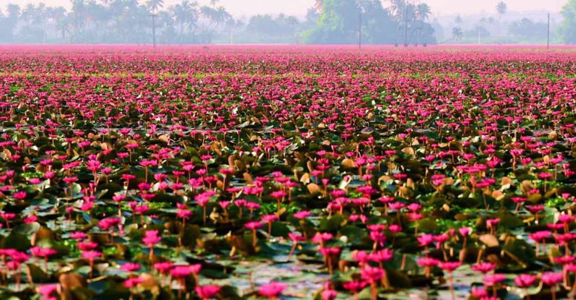 Malarikkal all set to dazzle in water lilies