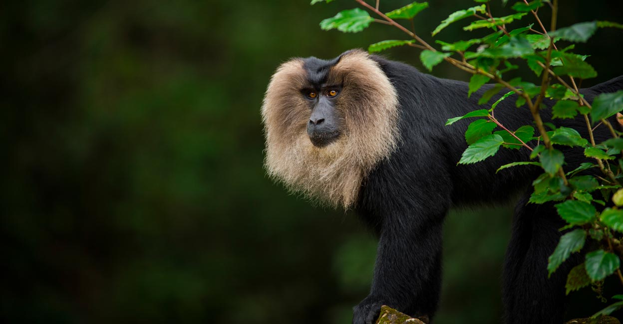 Unravel the natural charm of Pandipathu in Thiruvananthapuram Lion-tailed macaque. Photo: Shutterstock Images