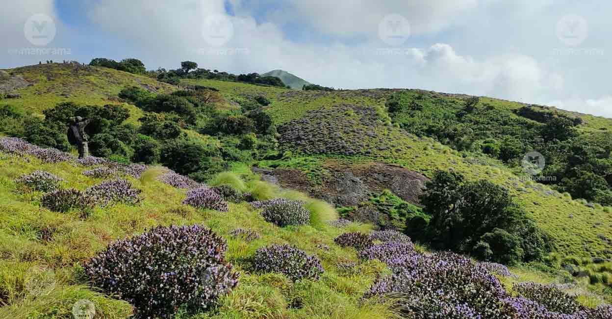 Thousands of tourists are flocked to the Kallippara Hills in Idukki to witness the blossoming Neelakurinji in October 2022. Photo: Jimmy Kamballur