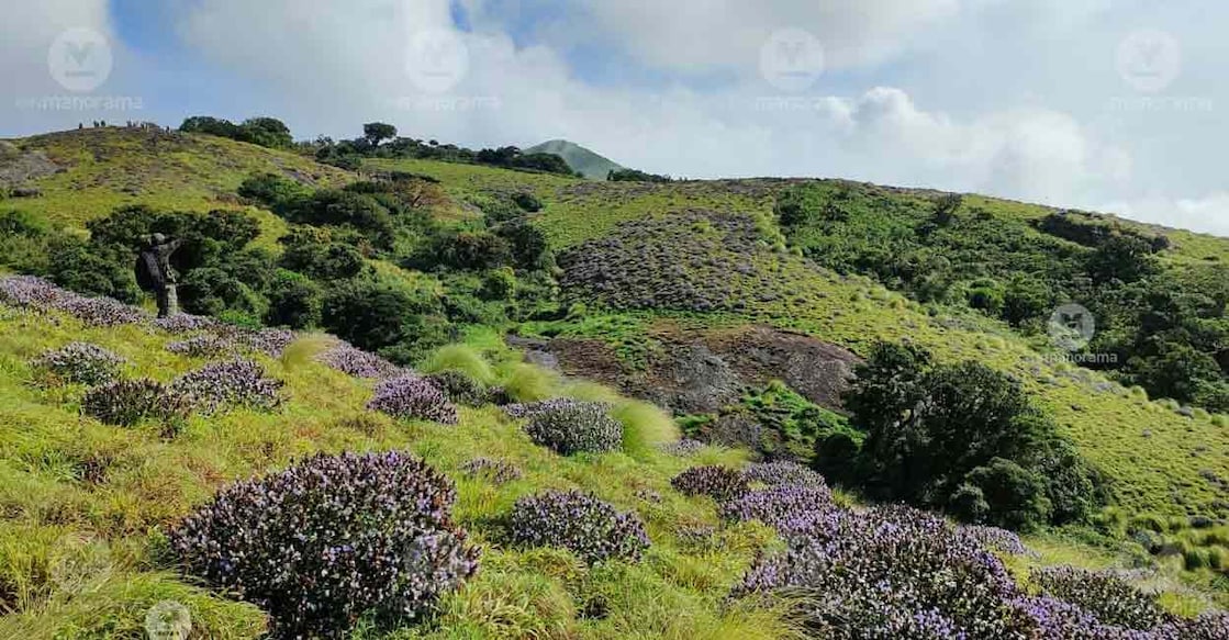 neelakurinji-kallippara-03 Thousands of tourists are flocked to the Kallippara Hills in Idukki to witness the blossoming Neelakurinji in October 2022. Photo: Jimmy Kamballur