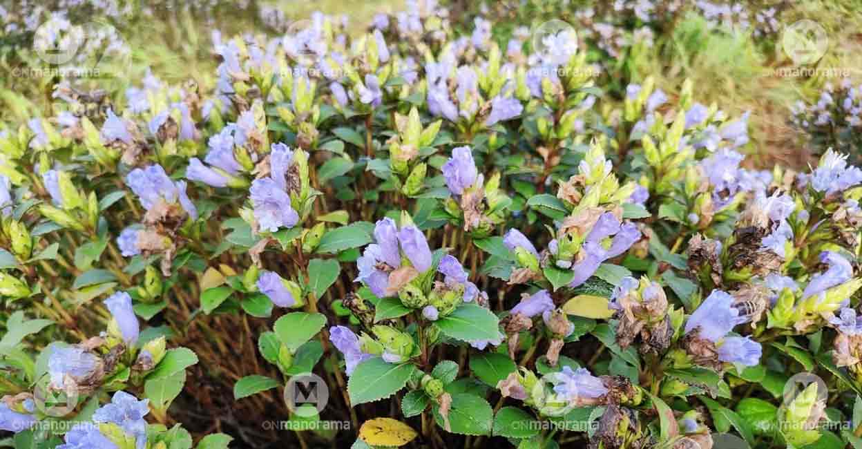 Neelakurinji dries out; to reappear after 12 years