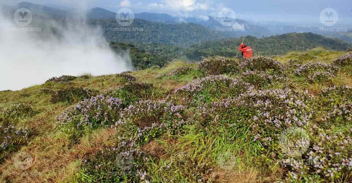 Neelakurinji (Strobilanthes Kunthiana) bloomed widely at Kallippara hills in Santhanpara gram panchayat of Kerala's Idukki district. Photo: Jimmy Kamballur