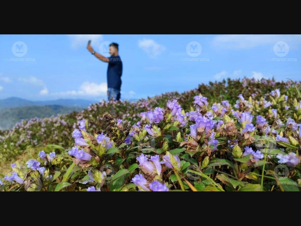 Kurinji Flower Price | informacionpublica.svet.gob.gt