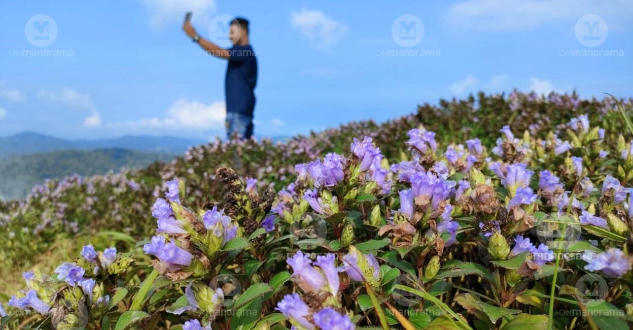 Neelakurinji (Strobilanthes Kunthiana) has bloomed widely in the Kallippara hills known as Engineer Heights (Mett) which is one-and-a-half kilometers away from Kallippara in Santhanpara. Photo: Jimmy Kamballur
