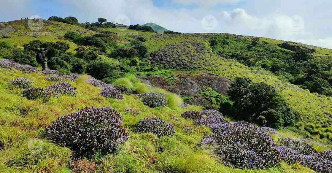 Neelakurinji (Strobilanthes Kunthiana) has bloomed widely in the Kallippara hills known as Engineer Heights (Mett) which is one-and-a-half kilometers away from Kallippara in Santhanpara. Photo: Jimmy Kamballur