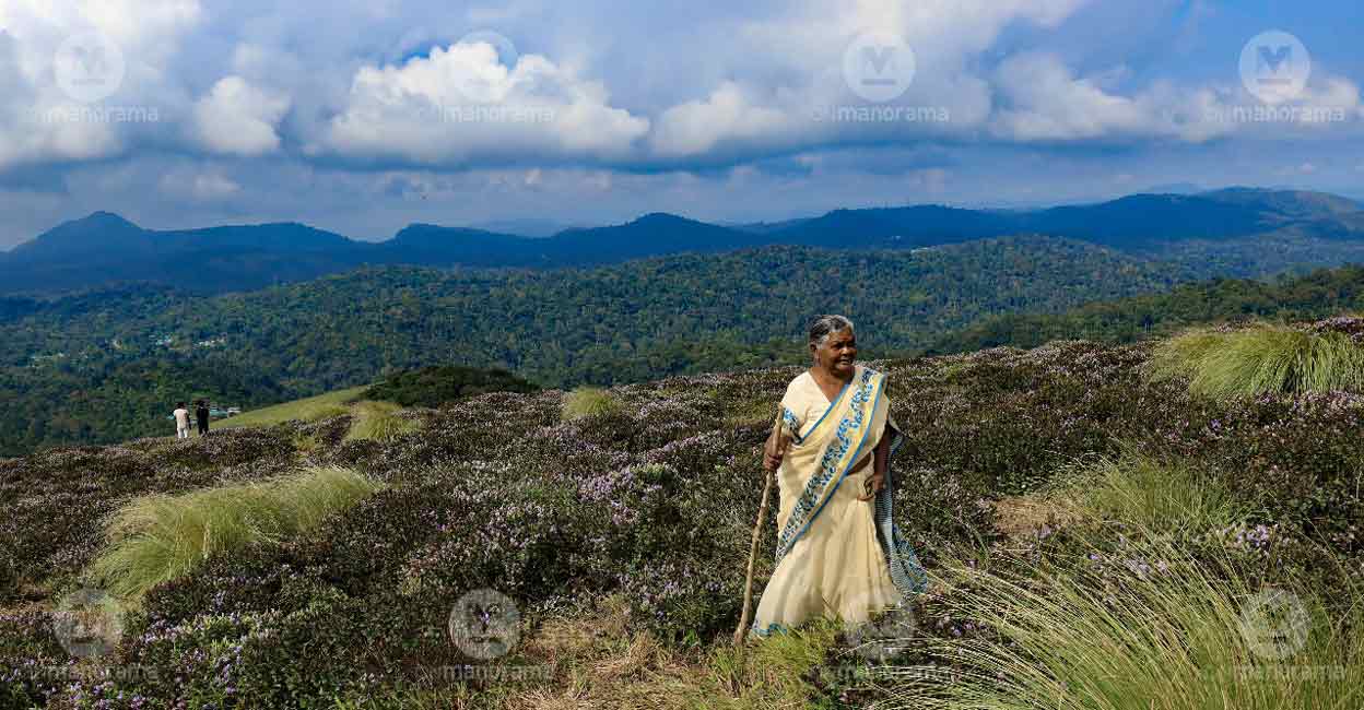 At the age of 85, Saramma proves the adage right as she climbs a steep slope of more than 1 km to see the famed Neelakurinji. Photo: Siby Kollad