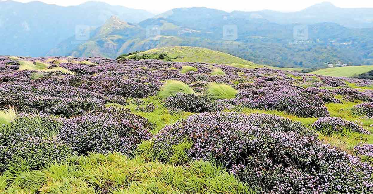 A Beautiful View of the Hillock with Blossoming Flowers in the