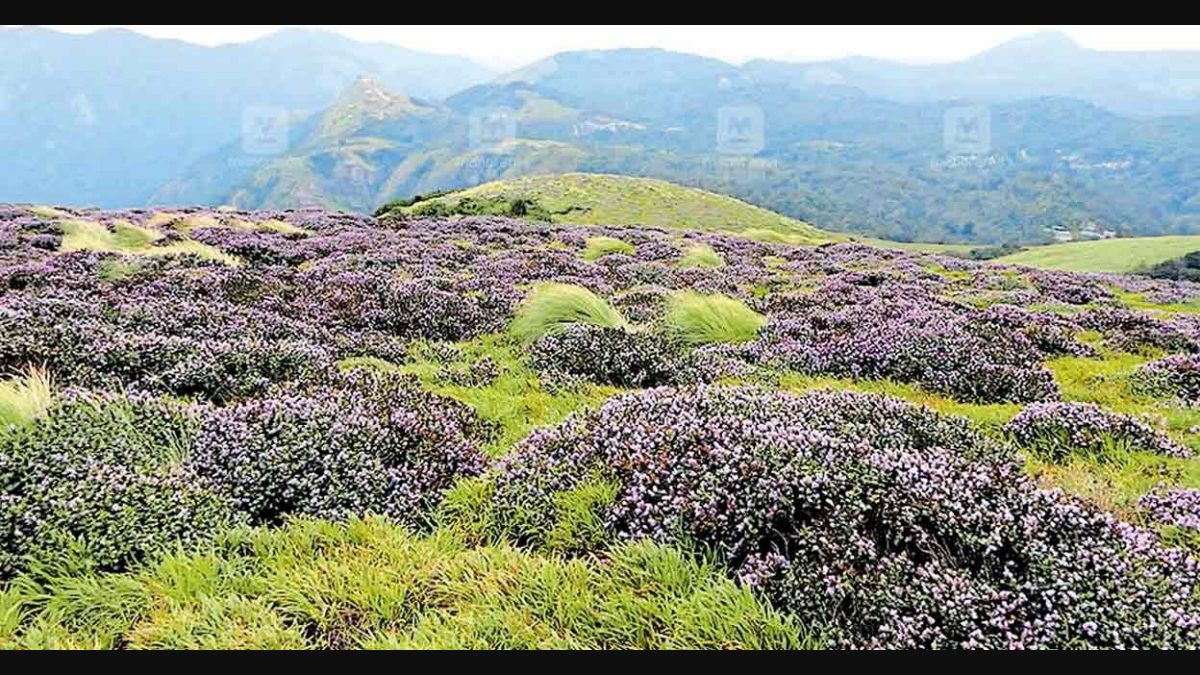 A Beautiful View of the Hillock with Blossoming Flowers in the