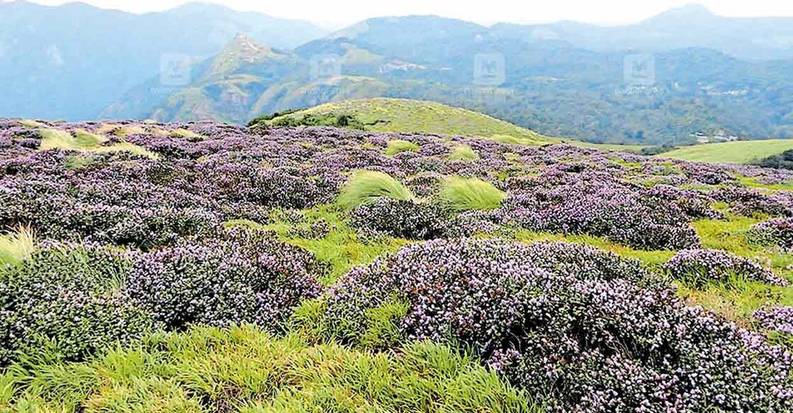 Neelakurinji bloom at Kallipara: Manorama Online
