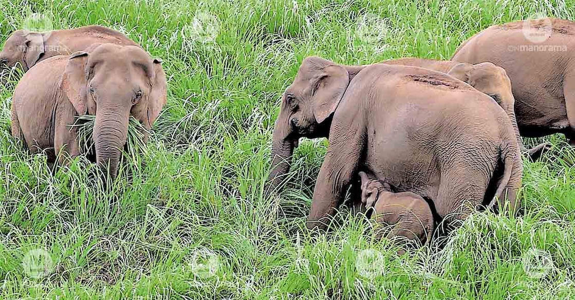 Elephants sighted at Gavi. Photo: Manorama