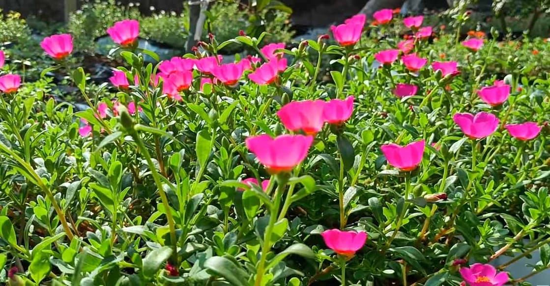 This blooming moss rose garden in Alappuzha is every flower lovers' dream