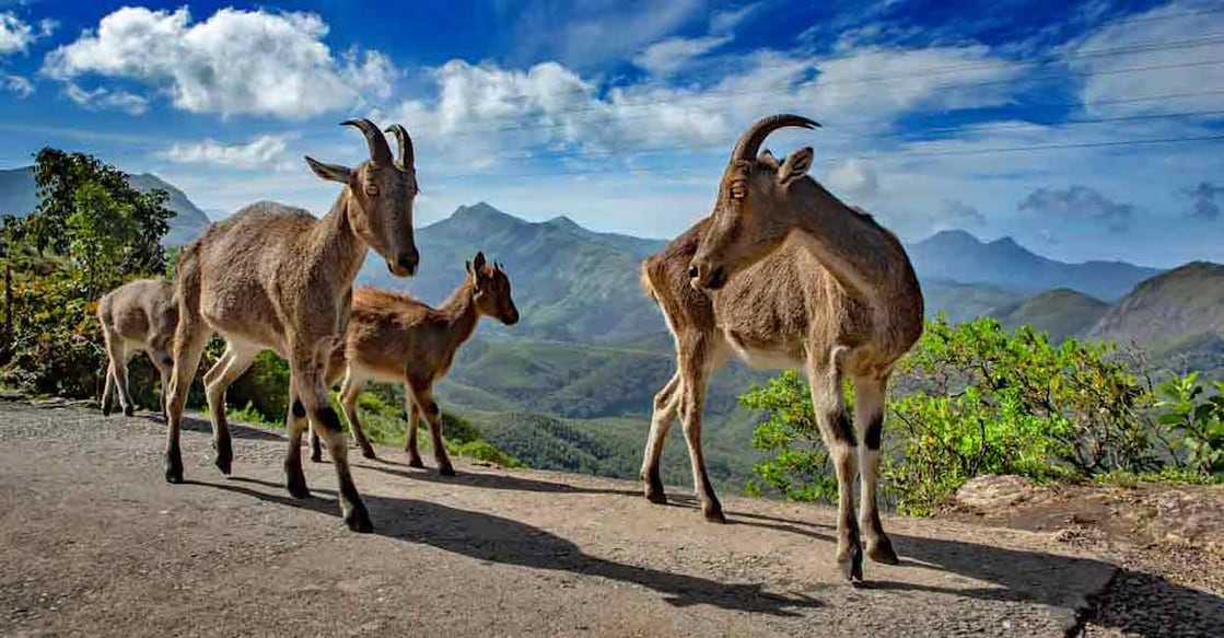 nilgiri-tahr