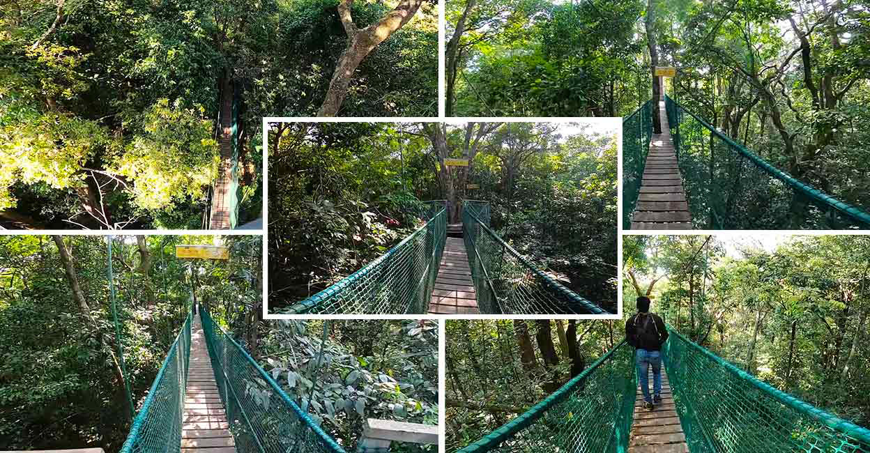 This exciting canopy walk in Karnataka gives a ringside view of nature Photo: Youtube/KUVESHI Canopy Walkway in Karnataka