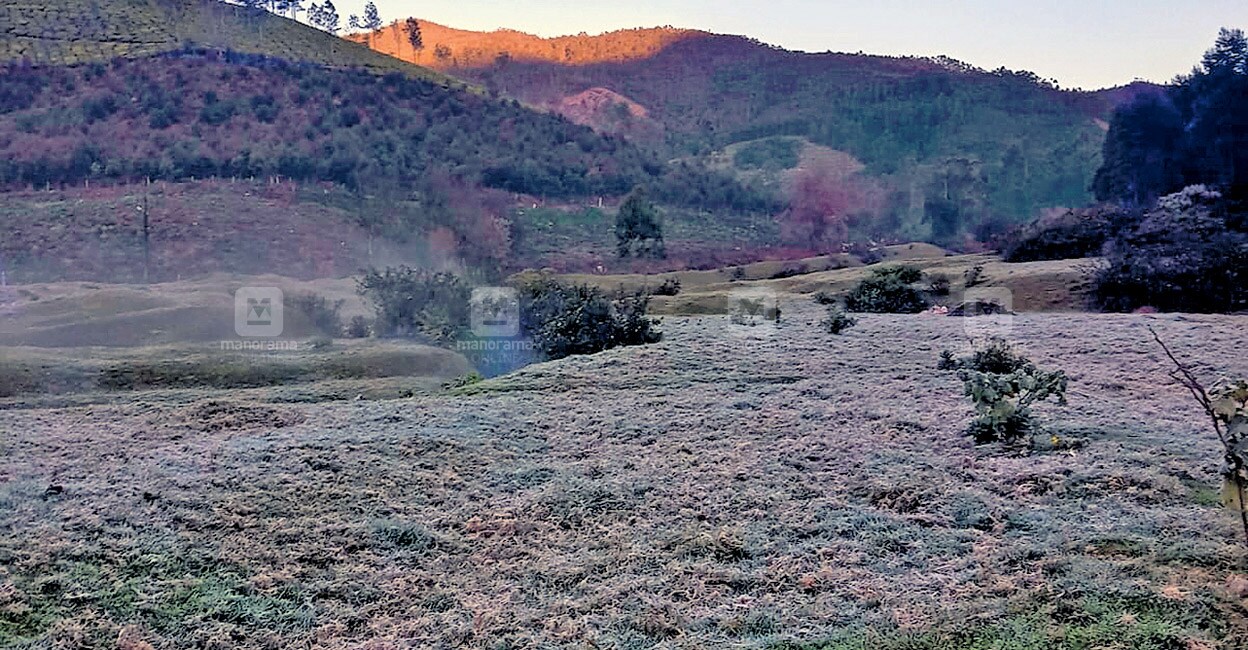 Grass covered in frost near the Chenduvara estate, Munnar. Photo: Manorama