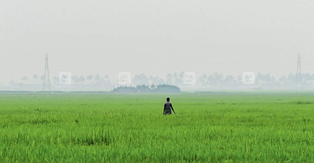 A paddy field at Kanjiram, Malarickal in Kottayam. Photo: Manorama