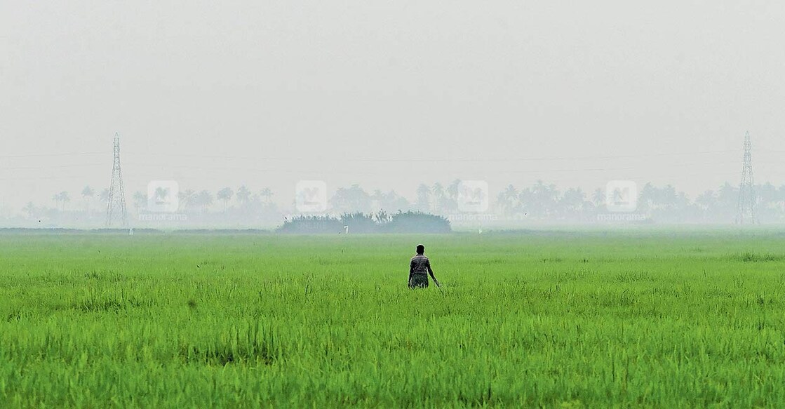 A paddy field at Kanjiram, Malarickal in Kottayam. Photo: Manorama