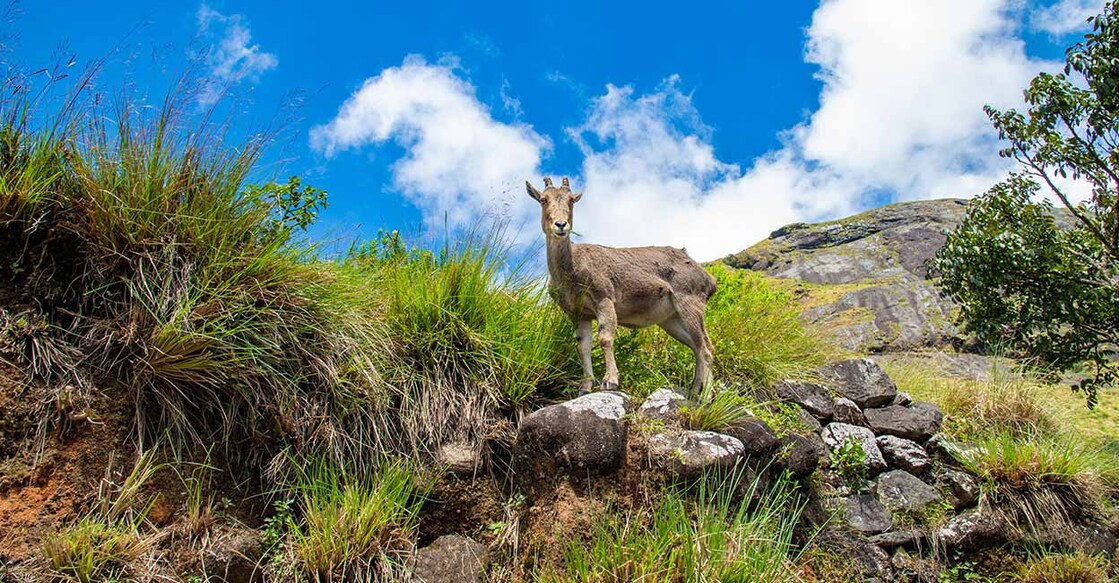 The Nilgiri tahr  (Nilgiritragus hylocrius) is a mountain ungulate that is endemic to the Nilgiri Hills. Photo: iStock/prasanthdaskkm