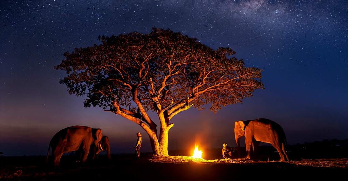  It is better to watch the animals using the headlights of the night safari vehicle. Photo: iStock/Phaisalratana