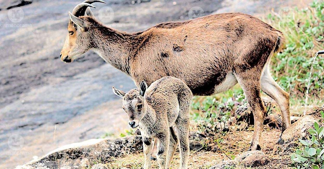 Nilgiri tahr kid standing with its mother. Photo: Manorama