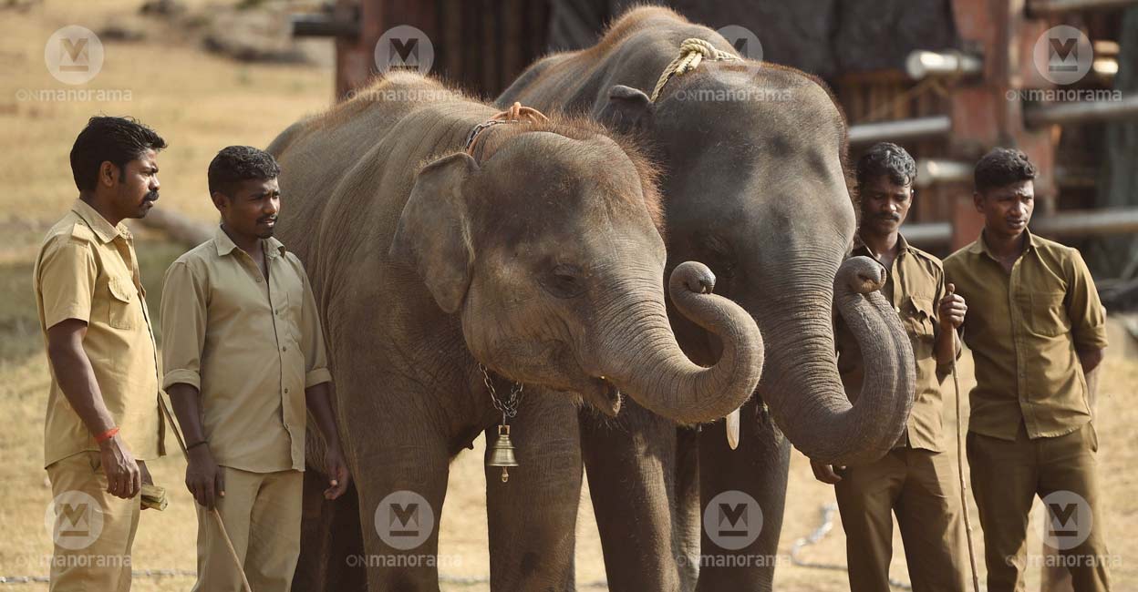 Raghu and Bommi (Ammu), the two orphaned elephant calves that won many hearts through the Oscar-winning short documentary 'The Elephant Whisperers'. Photo: Manorama/Jithin Joel Haarim.
