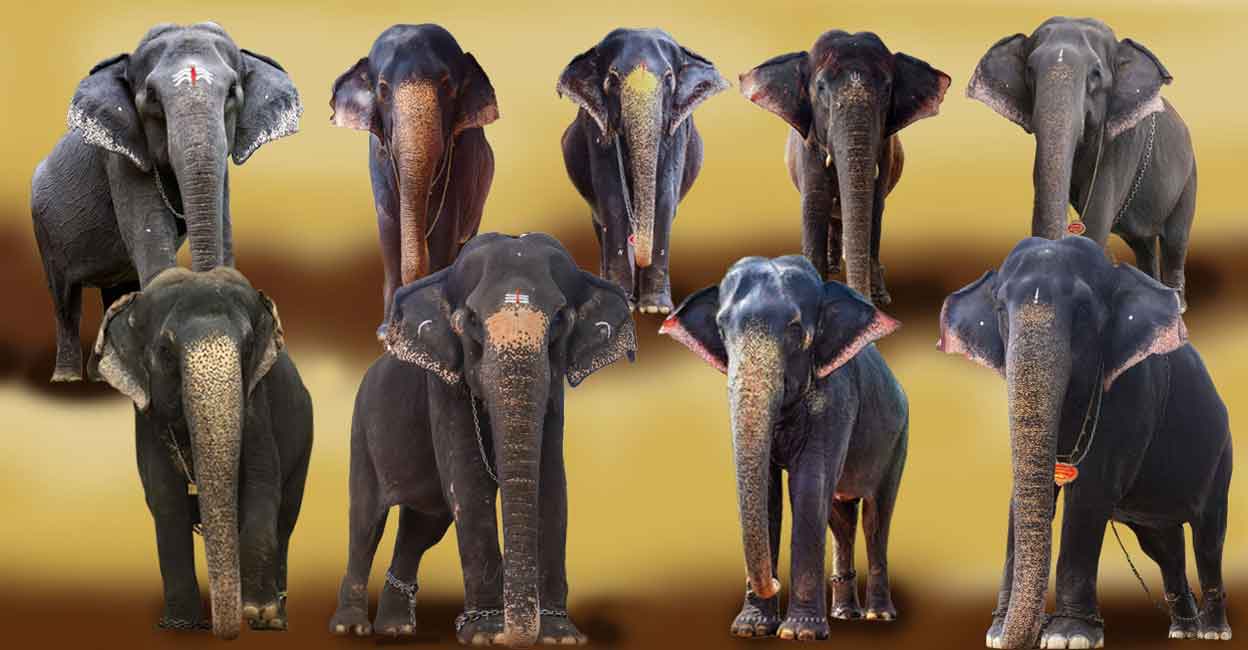 cow-elephants-pooram Guruvayur Devi, Mahalakshmi Parvathi, Planthottam Meera, Kumaranellur Pushpa, Thottakkad Panchali, Plathottam Beena, Venattu Mattam Kalyani, Thottakkad Kunju Lakshmi and Venattumattam Chembakam are the female jumbos taking part in the procession. Photo: Special Arrangement