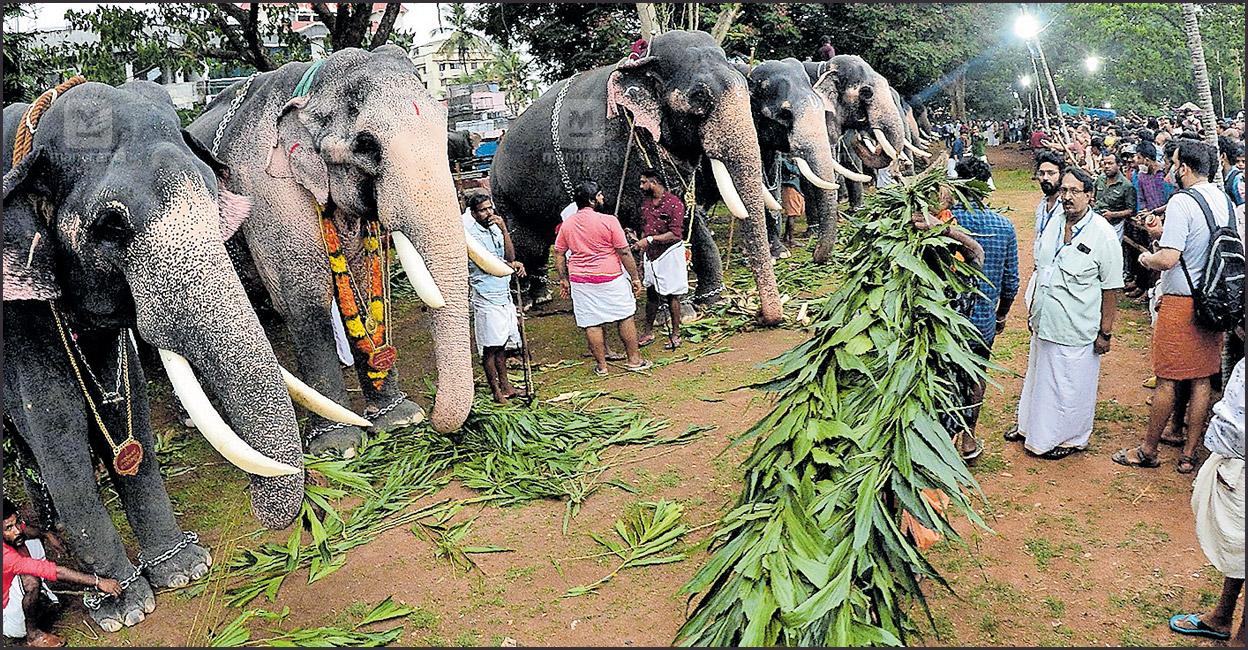 The death of seven elephants, which were paraded during last year’s Pooram, comes as a painful loss for Pooram enthusiasts this year. Photo:Manorama