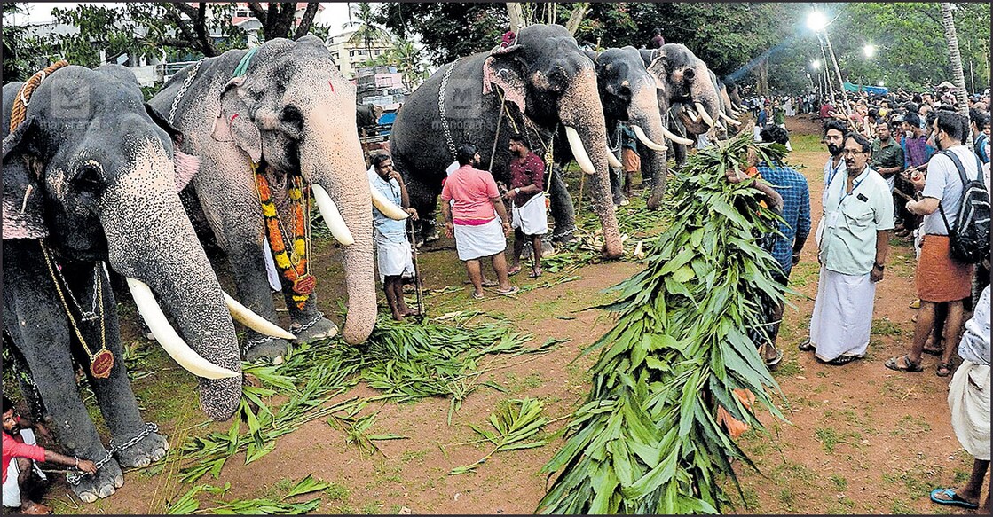 The death of seven elephants, which were paraded during last year’s Pooram, comes as a painful loss for Pooram enthusiasts this year. Photo:Manorama