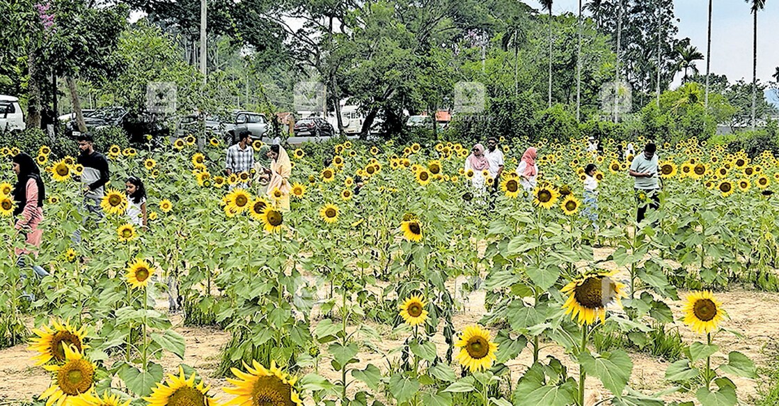 Visitors throng the sunflower garden at Variyad. Photo: Manorama