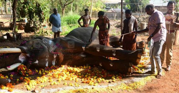 Devidasan-Elephant Devidasan-Elephant