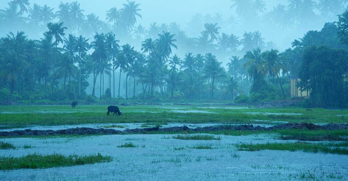 Visits to the wild life sanctuaries in Thekkady, the cool climate of Munnar and Ponmudi, the backwaters of Kumarakam and Kochi are included in the package. Representative image/Shutterstock/Milju varghese