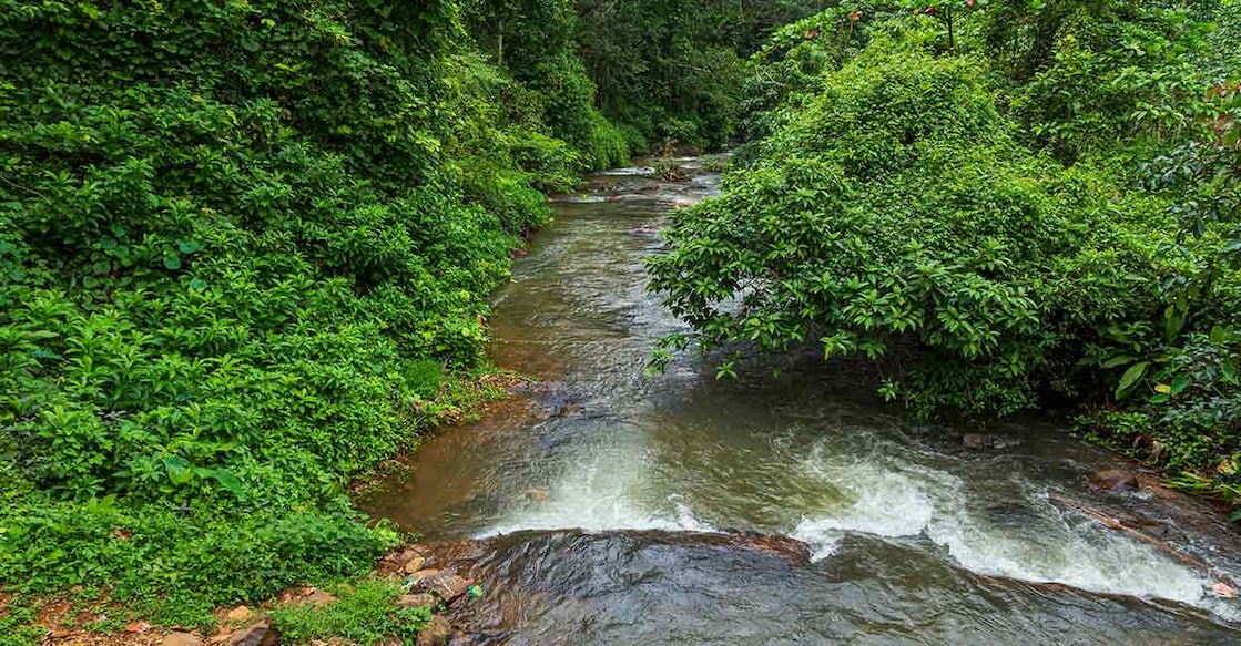 The DTPC is also contemplating building a new road in its own plot, leading to Aruvikuzhi waterfall. Photo: Shutterstock/Indiacom