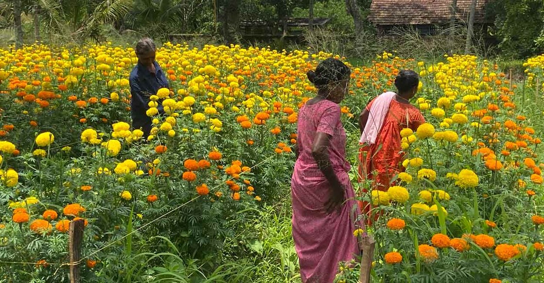 The Kanjukuzhy belt of Alappuzha district has come alive with colourful blossoms in large quantities. Photo: Special Arrangement 