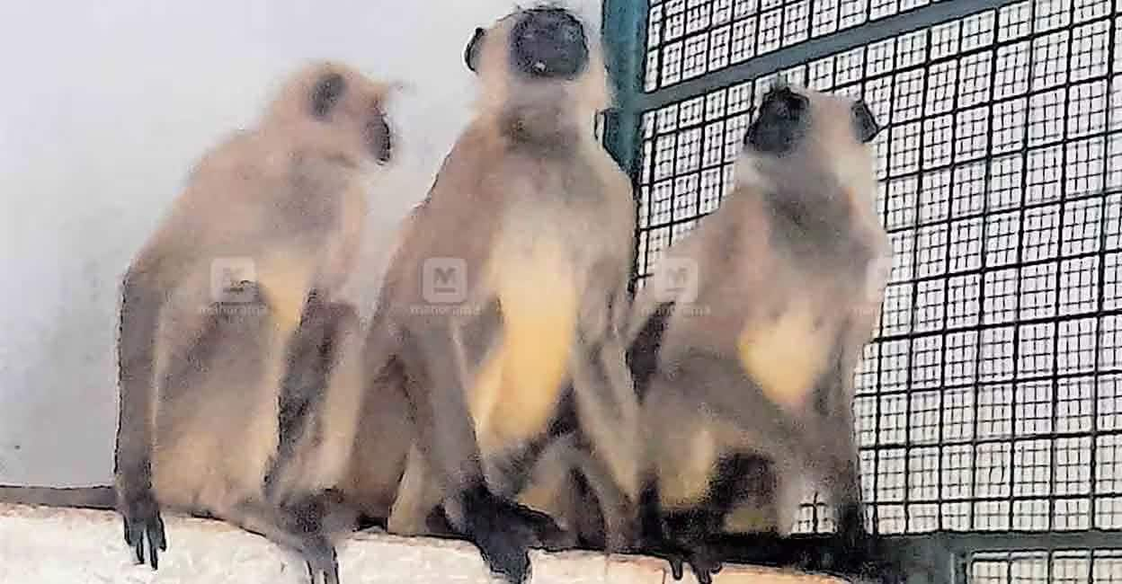 TVM zoo welcomes four more Gray Langurs; this time from Haryana ...