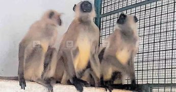  TVM zoo welcomes four more Gray Langurs; this time from Haryana