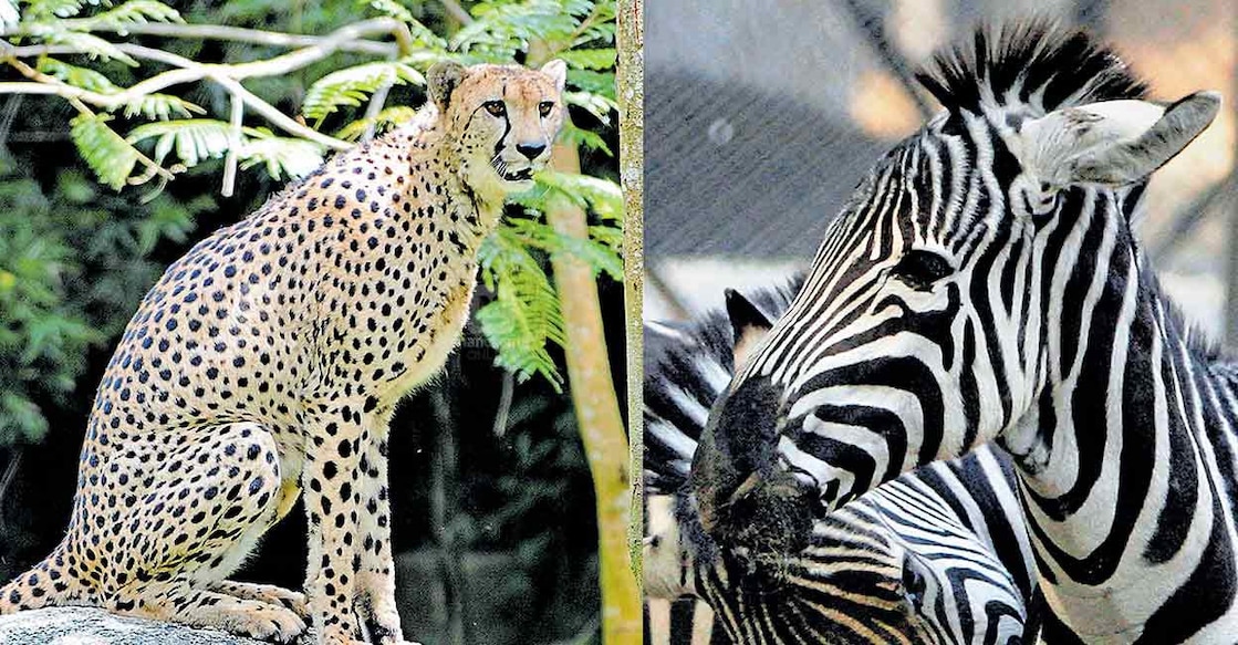 The procedures to bring the animals are in the final stage, said an official. Photo: Manorama
